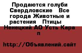 Продаются голуби Свердловские - Все города Животные и растения » Птицы   . Ненецкий АО,Усть-Кара п.